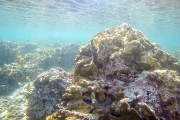Underwater View of Coral Reef Palolo Deep Marine Reserve, known for its vibrant coral reefs and diverse marine life
