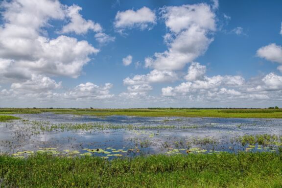 A view of wetlands extending into the distance under a blue sky with clouds.