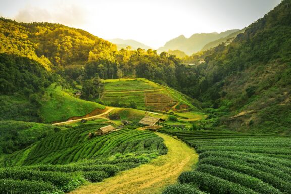 A view of a tea plantation among green hills at sunrise in the Indian state of Assam.