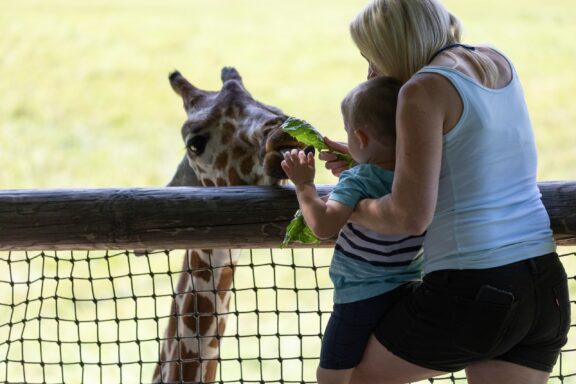 Mother and son feed a giraffe at Binder Park Zoo, one of the largest zoos in the US.