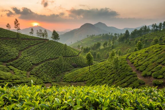 Rolling hills covered in green tea plantations extend into the distance under a setting sun in Kerala’s Munnar.