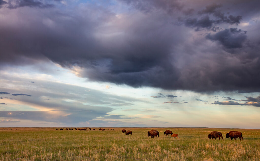 A bison herd wanders a grassy field under dark clouds in Cherry County, Nebraska.