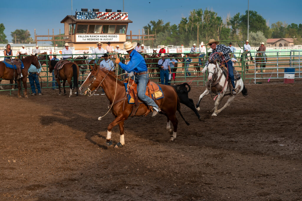 Two cowboys on horseback work to rope a calf at the Churchill County Fairgrounds.