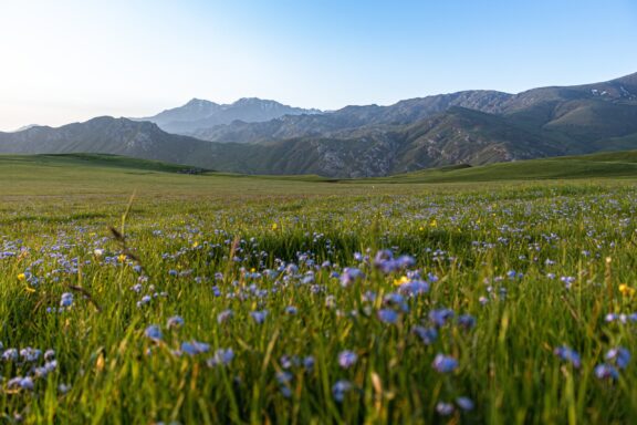 A field of grass and flowers extends towards hills in Azerbaijan’s Ganja-Dashkasan Economic Region.