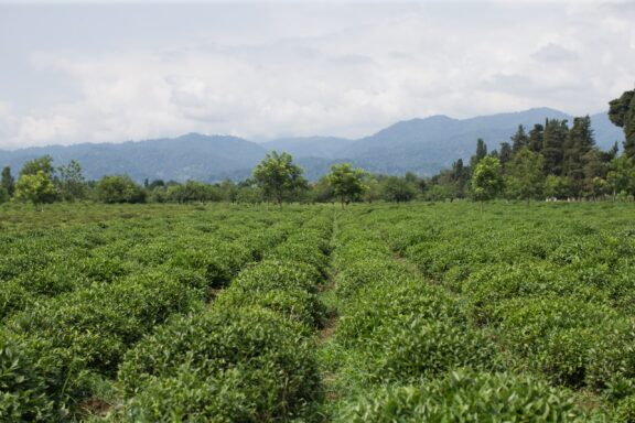 A ground-level view of a tea plantation under a cloudy sky in Azerbaijan.