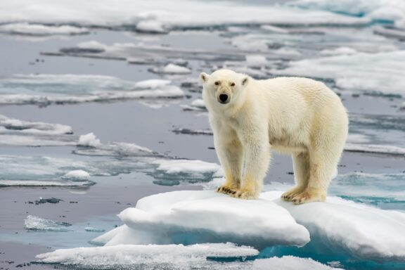 A polar bear balances on a piece of ice in the sea.