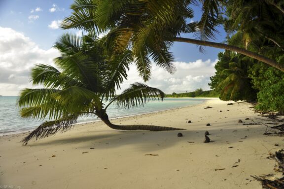 Palm trees grow over the sand on Lagoon Beach on the island of Diego Garcia.