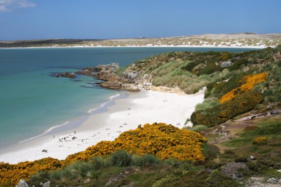 Green and yellow shrubs grow near white sand at Gypsy Cove in the Falkland Islands.