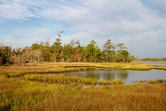 A tidal marsh is backed by trees in Croatan National Forest.