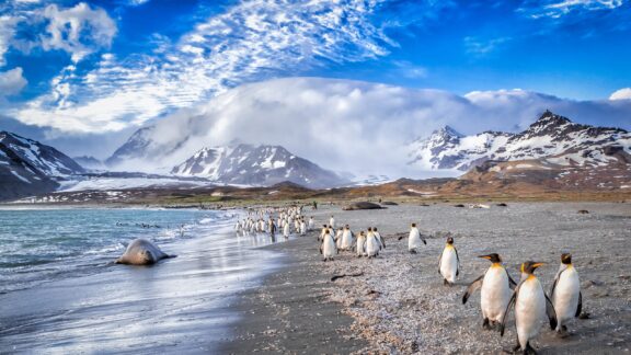 Penguins march along St. Andrews Bay on the island of South Georgia.