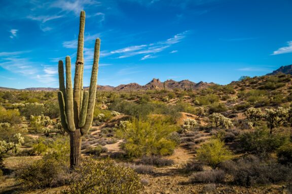 Saguaro Cactus in Arizona desert.