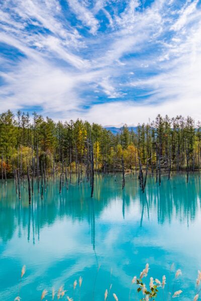 Dry tree and forest at the Shirogane Blue Pond