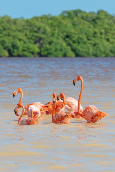 Celestún, the Flamingo-filled wetlands on the Gulf coast