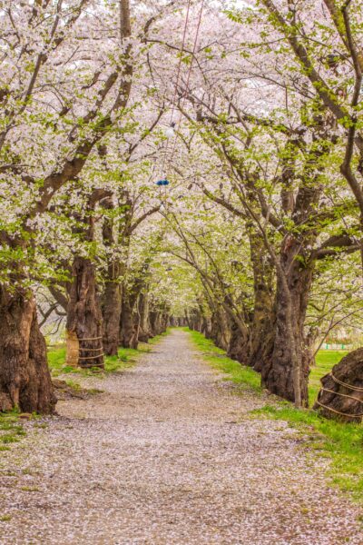 Cherry blossom trees in the historic elegance of Kakunodate