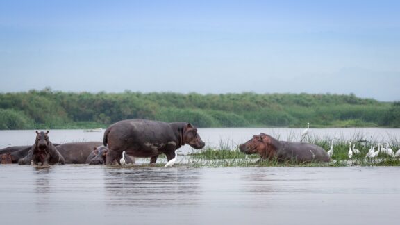 A raft/pod of hippo in Lake Albert along the Nile River. Murchison falls national park, Uganda.