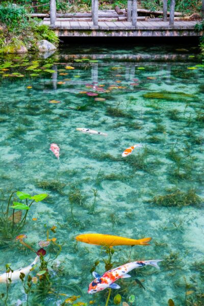 Monet Pond, nature's own impressionist painting