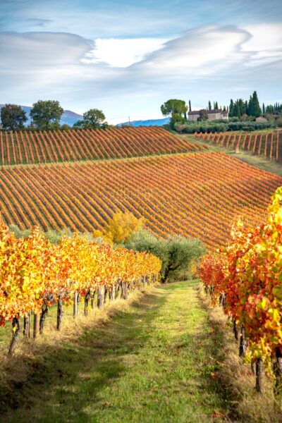 Montefalco's sweeping views: Umbria's vineyard scenery