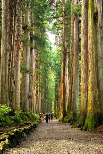 Pathway in Togakushi leading to the ancient shrine