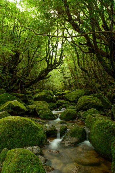 The ancient cedar forests of Yakushima Island