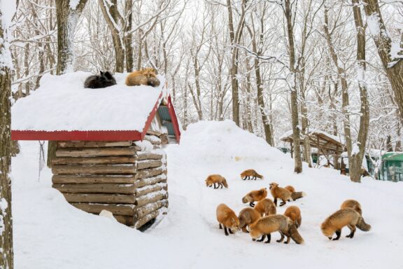 The roaming foxes of Zao Fox Village