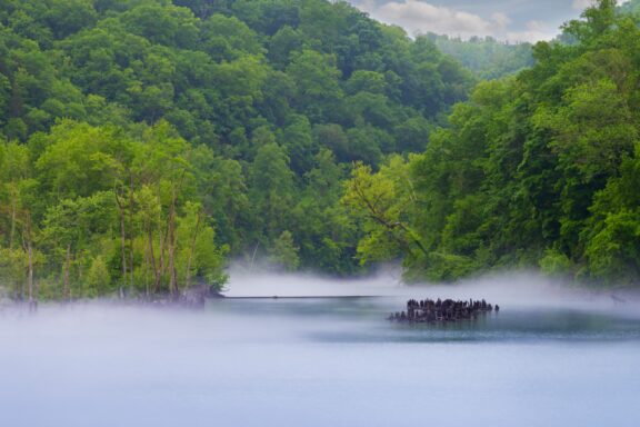 A serene lake with a thin layer of mist above the water, surrounded by lush green forest and protruding tree stumps.