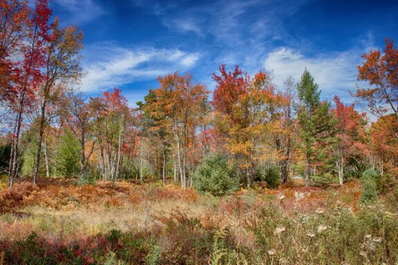 A vibrant autumn forest scene with a mixture of green, yellow, orange, and red foliage under a blue sky with wispy clouds.