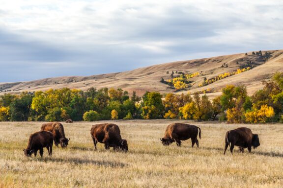 A group of bison grazing in a grassy field with rolling hills and autumn trees in the background.