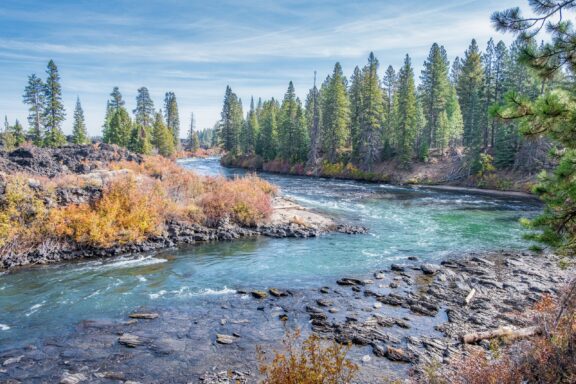 The Deschutes River flows through a forested area with evergreen trees and shrubs displaying autumn colors, under a clear blue sky. The riverbanks are rocky, and there are exposed rock formations in the foreground.