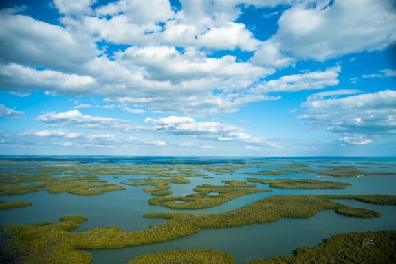 Aerial view of a coastal wetland with patterned green mangroves and water channels under a blue sky with scattered white clouds.