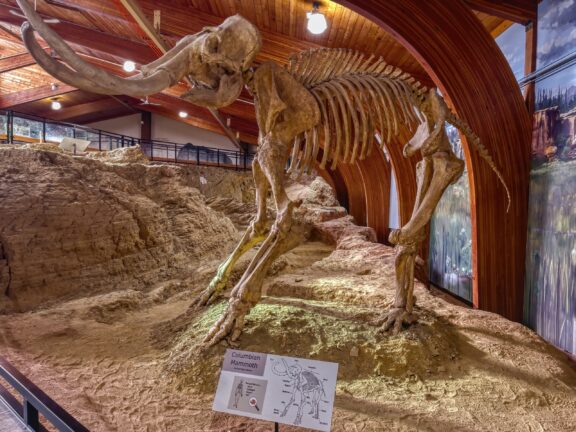 A Columbian Mammoth skeleton on display inside a museum, with a detailed exhibit sign in the foreground, and a curved wooden ceiling overhead.