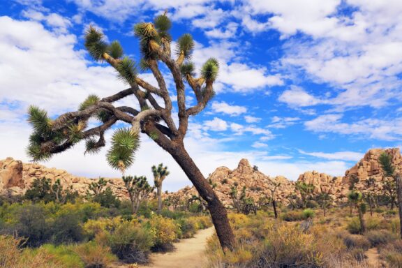 A Joshua tree prominently stands in the foreground in Joshua Tree National Park under a blue sky with sparse cloud coverage.