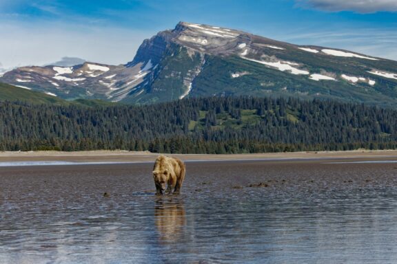 A brown bear wading through shallow water with a backdrop of a mountain and forest under a blue sky.