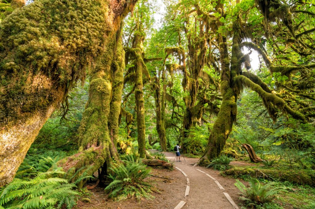 A lush, green forest with moss-covered trees and ferns along a dirt trail, with a person standing and taking a photo in the distance.