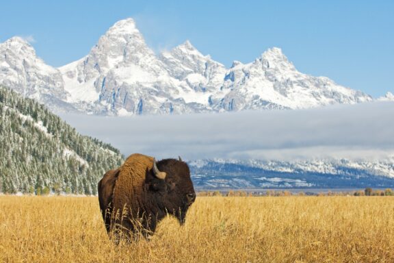 A lone bison stands in a golden field with snow-covered mountains in the background under a blue sky with scattered clouds.