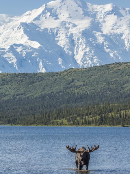 Bull moose feeding wonder lake denali