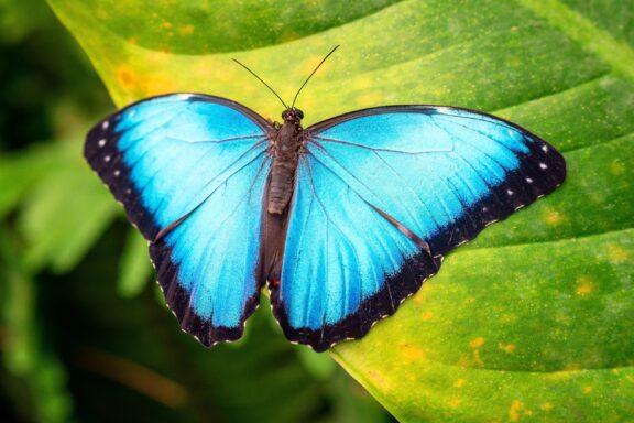 A Blue Morpho butterfly