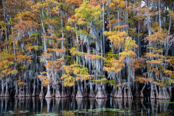 Caddo Lake, a mesmerizing tapestry of cypress swamps and bayous