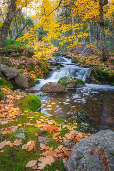 Cape Breton's palette of nature's finest in Nova Scotia