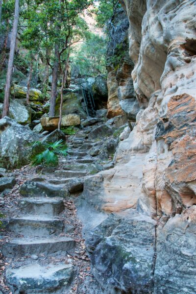 Bushwalk in Carnarvon Gorge National Park