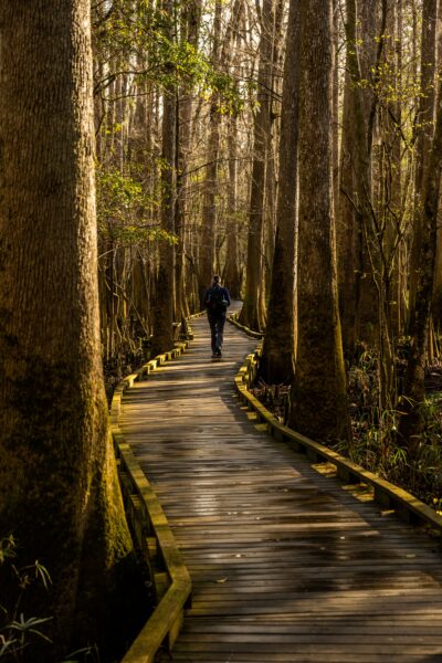 Congaree National Park, a primeval forest floodplain teeming with biodiversity