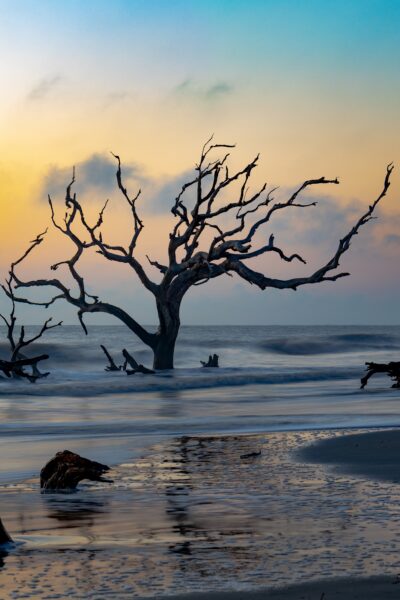 Driftwood Beach, a coastal gallery of nature's sculpted remnants