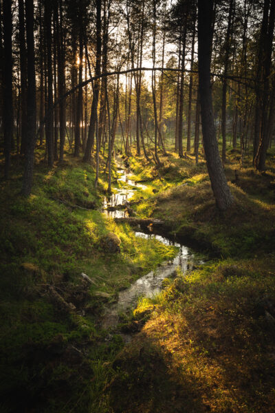 The tranquil and untouched wilderness of Femundsmarka