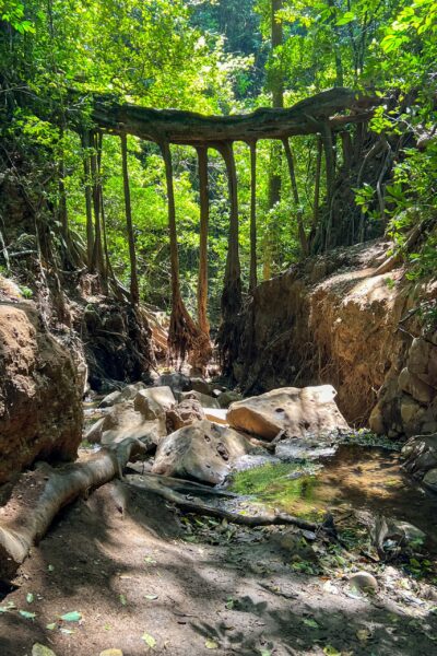 Ficus la Raiz, symbol of resilience in Costa Rica's verdant landscapes