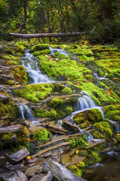 The forests, and wildlife of Forillon National Park