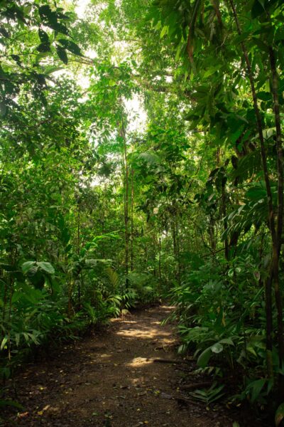 A verdant tropical rainforest pathway surrounded by dense green foliage and trees with sunlight filtering through the canopy above.