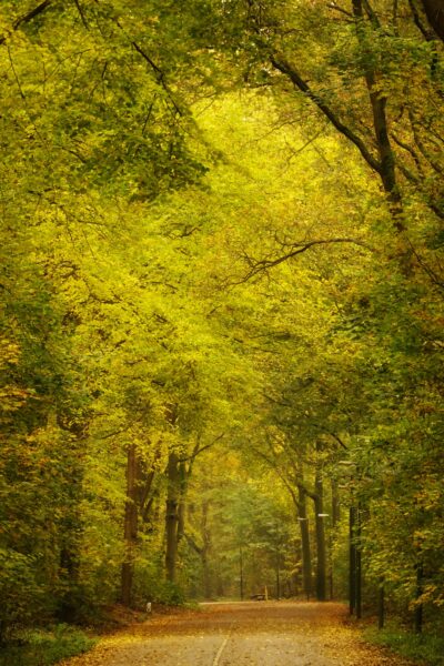 The Haagse Bos, an ancient forest in The Hague