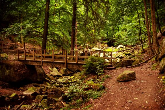 Wooden Bridge in Harz National Park Forest Harz's natural allure and mystical mountains