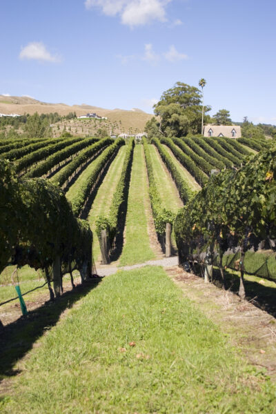 Hawkes Bay's trail through sun-kissed vines and bountiful harvests