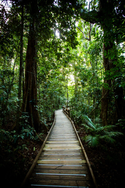 Daintree Rainforest, an ancient green world