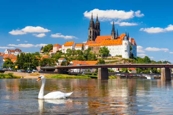 Swan on River with Meissen Cathedral and Albrechtsburg Castle in Background Meissen, view of the Albrechtsburg castle